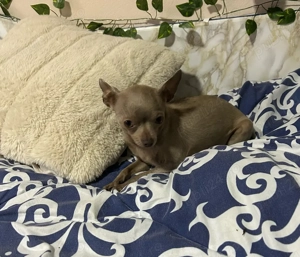 Vand Schimb Chihuahua