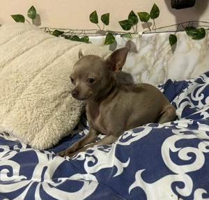 Vand Schimb Chihuahua - imagine 2