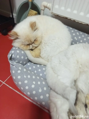 Pisici persane  - imagine 2