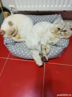 Pisici persane  - imagine 5