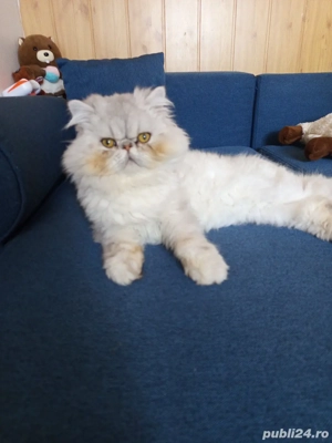Pisici persane 