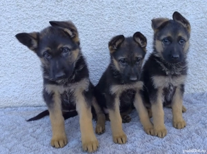 Ciobanesc German  - imagine 2