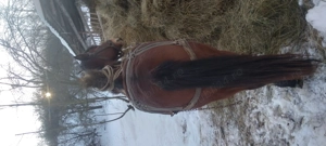 vând mânză  - imagine 2