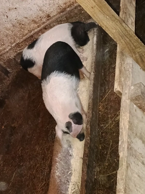 vând purceii Bazna de 3 luni buc 500. lei 