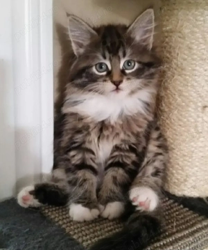 Siberiană de Pădure  - imagine 2