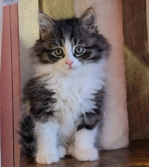 Siberiană de Pădure  - imagine 3