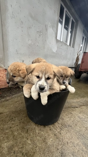 Akita inu japonez