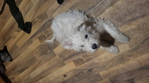 Pui ciobanesc maghiar pumi - imagine 3