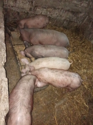 Vând purcei , rasă Petrean cu Duroc. - imagine 2