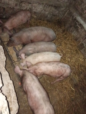 Vând purcei , rasă Petrean cu Duroc. - imagine 3