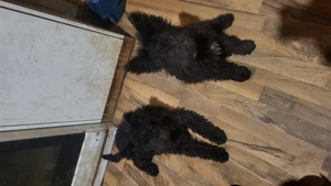 Pui ciobanesc maghiar pumi - imagine 4