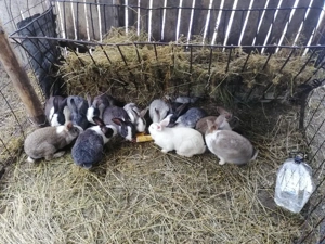 Iepuri de vanzare - imagine 2