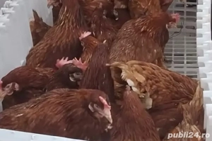 gaini roșii ouătoare 