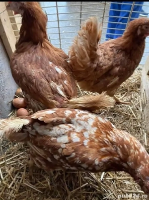 găini roșii ouătoare  - imagine 2