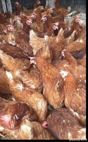 găini roșii ouătoare 
