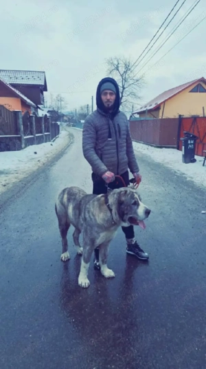 De vanzare  - imagine 2