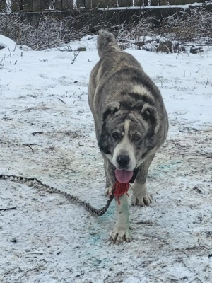 De vanzare  - imagine 3