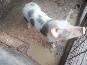 Grăsuni de vânzare  - imagine 2