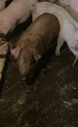 Purcei duroc  - imagine 3