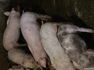 Purcei pietrean  - imagine 3