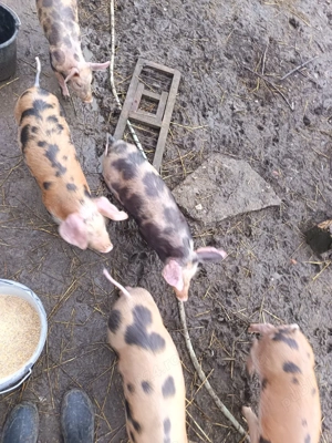 vând purcei 8 săptămâni - imagine 2