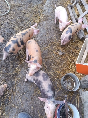 vând purcei 8 săptămâni - imagine 3