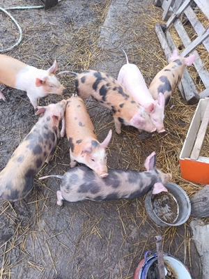 vând purcei 8 săptămâni - imagine 4