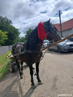 vand cai cuminti tras suta la suta  - imagine 4