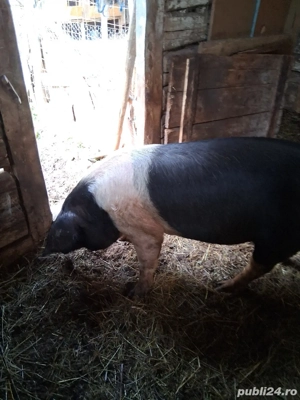 Scroafe Bazna   - imagine 2