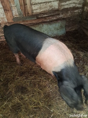 Scroafe Bazna   - imagine 4