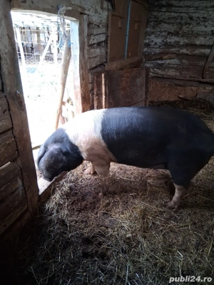 Scroafe Bazna  - imagine 3