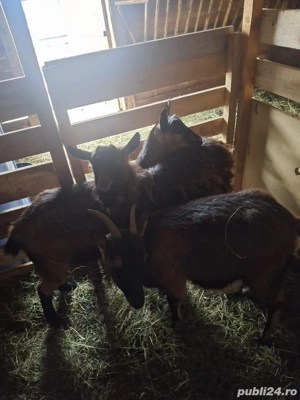 vând capre alpine franceze 