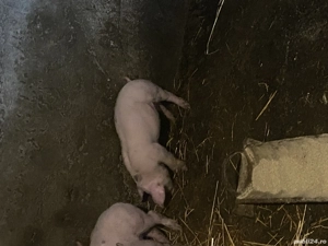 Purcei de vânzare  - imagine 2