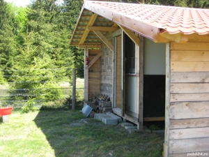 De vănzare padure de fag