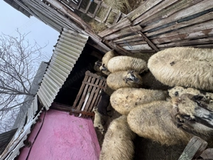 Vând 10 oi oacheșe cu 5 miei - imagine 3