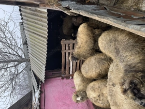 Vând 10 oi oacheșe cu 5 miei - imagine 4