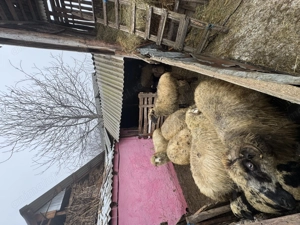 Vând 10 oi oacheșe cu 5 miei - imagine 2