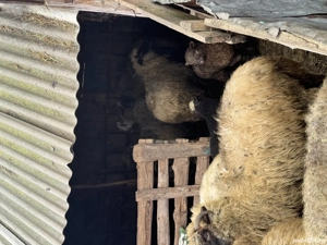 Vând 10 oi oacheșe cu 5 miei - imagine 5