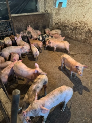 Purcei rasa de carne  - imagine 5