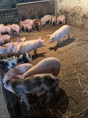 Purcei rasa de carne  - imagine 3