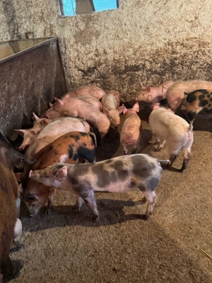 Purcei rasa de carne  - imagine 2