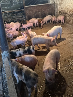 Purcei rasa de carne 