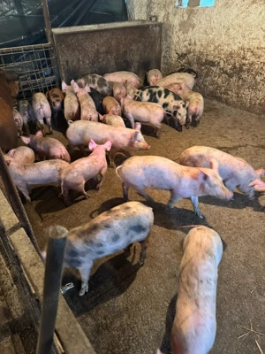 Purcei rasa de carne  - imagine 4