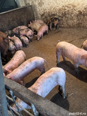 purcei pietrean  - imagine 2