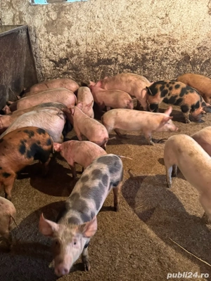 purcei pietrean  - imagine 5