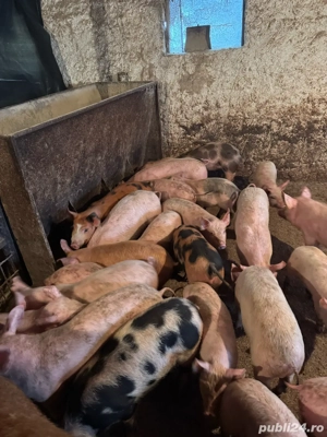 purcei pietrean  - imagine 4