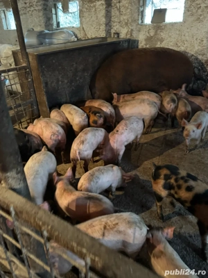 purcei pietrean  - imagine 3