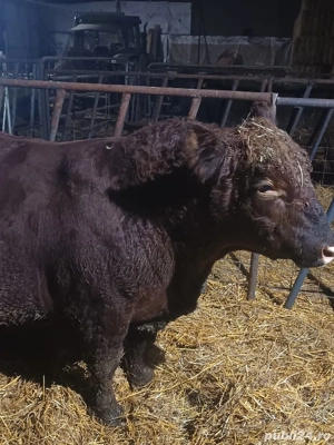Tauri 2024 monta Aberdeen Angus rosu - imagine 4