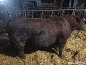 Tauri 2024 monta Aberdeen Angus rosu - imagine 3