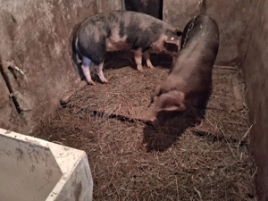 Soldani  de vanzare - imagine 2